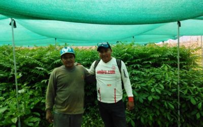 Instalación de sistemas agroforestales en Santa Flor, Nueva Control y Contralmirante Grau, Bajo Biabo, Bellavista-San Martín