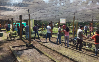 Acondicionamiento para instalar Vivero Forestal de la Universidad Nacional Agraria de la Selva-UNAS y generar 15,000 plantones para la agroforestería.