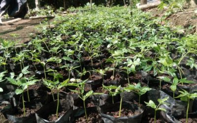 Se intensifica el programa forestal en la región Huánuco, en el marco del proyecto “Protección del bosque para un desarrollo sostenible”